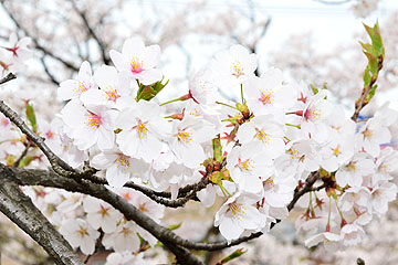 「晴れたこの日は満開の桜でした」の画像