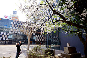 「アオーレと桜のコラボ」の画像