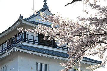 「約2,500本の桜が咲き誇る悠久山公園」の画像