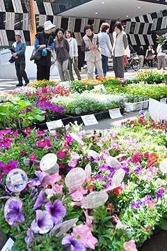 「色とりどりの花苗や切花」の画像