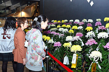 「長岡市秋まつりの菊花展示会」の画像