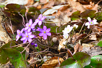 「表紙は、雪国植物園で一斉に花開いた雪割草」の画像
