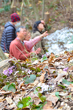 「一斉に咲き始めた小さな山野草を観賞していました」の画像