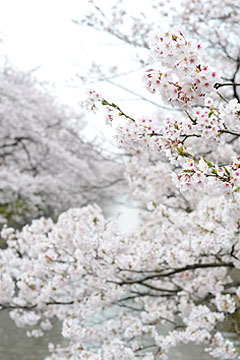 「いよいよ桜前線到来！」の画像