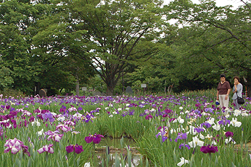 「毎年元気な花を咲かせています」の画像
