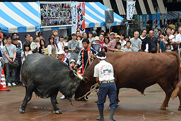 「アオーレ長岡初登場の「牛の角突き」」の画像