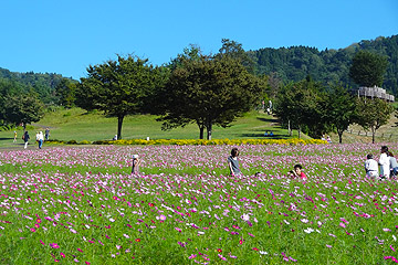 「東山ふれあい農業公園はコスモスが見頃」の画像