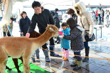 「かわいいアルパカも」の画像