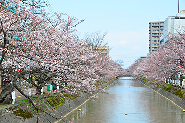 「福島江の桜」の画像