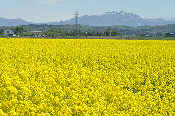 「「ながおか菜の花プロジェクト」の一環」の画像