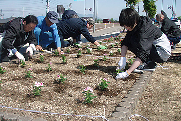 「花壇にはニチニチソウなど色とりどりの花が」の画像