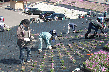 「斜面では芝桜の苗約4,200株を植えました」の画像