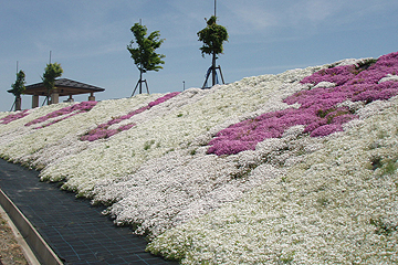 「今回で斜面の植栽が全て完了」の画像