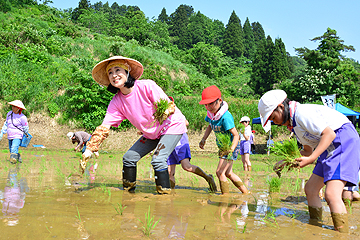 「「幸子田」の田植えが行われました」の画像