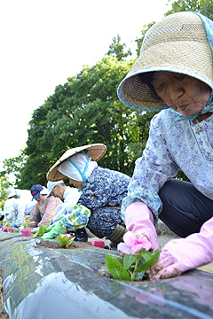 「「カワイイねぇ」と花に声をかけながら愛情込めて植えました」の画像