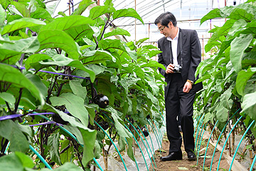 「旬の野菜をじっくり観察」の画像