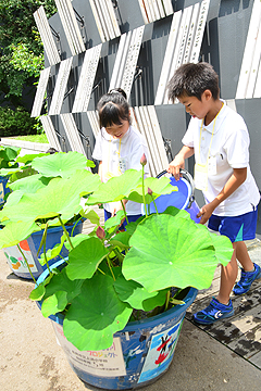 「ナカドマやオープンテラスに花蓮を飾りました」の画像