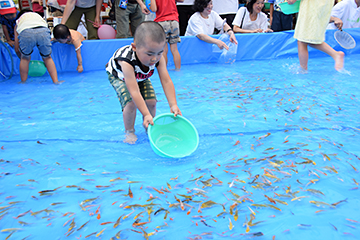 「山古志産の錦鯉の稚魚のつかみ取り」の画像