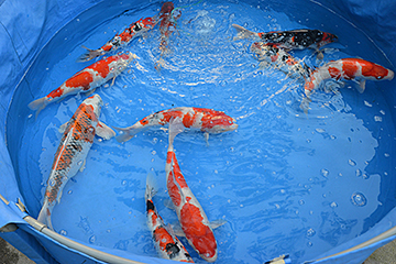 「錦鯉の池揚げのシーズン」の画像