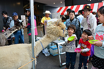 「山古志からはアルパカも登場」の画像