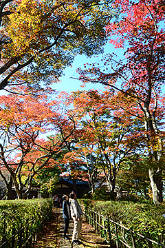 「もみじ園の紅葉が見頃」の画像