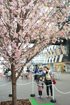 「ひと足早い満開の桜に、足を止める親子連れも」の画像