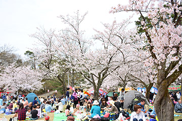 「大勢の花見客でにぎわいました」の画像