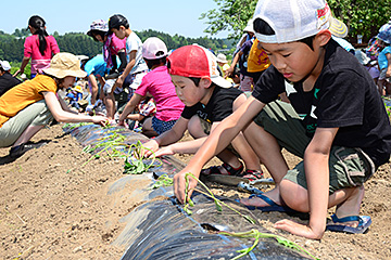 「さつまいもの苗植え」の画像