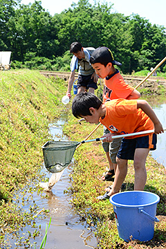 「子どもたちは田んぼの生き物探しをしたり」の画像