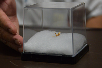 「禎子さんの祈りが込めれたこの折り鶴は２センチほどの小さなもの」の画像