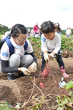 「サツマイモも豊作」の画像