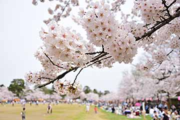 「約3,500人の花見客でにぎわいました」の画像
