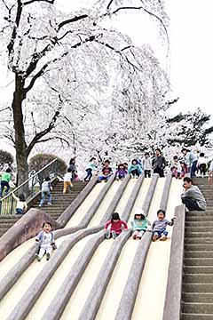 「約3,500人の花見客でにぎわいました」の画像