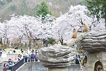 「ニホンザルも桜を楽しんでいます」の画像