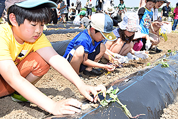 「さつまいもの苗の植え付け」の画像