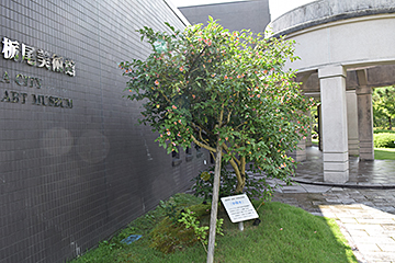 「炉開きが満開の栃尾美術館」の画像