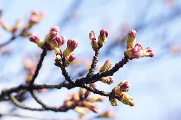 「柿川沿いの桜」の画像