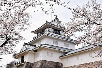 「約2,500本の桜を誇る悠久山公園」の画像