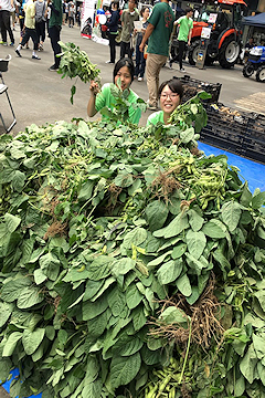 「長岡は枝豆の一大産地」の画像