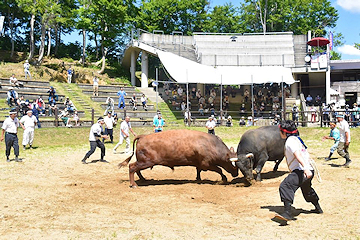 「「牛の角突き」の初場所」の画像