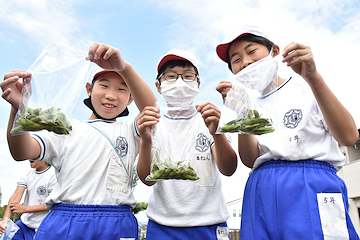「福戸小学校の5年生が収穫方法を学びました」の画像1