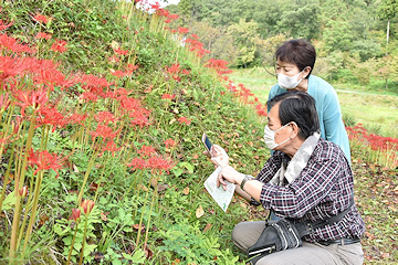 「花に見入ったり写真を撮ったり」の画像