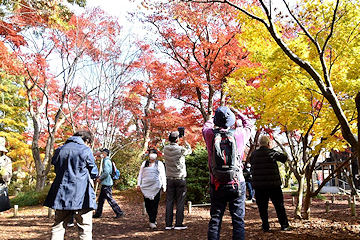 「もみじ園の紅葉が見頃」の画像