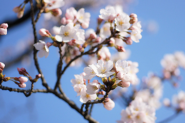 「柿川沿いの桜もきれいに開花」の画像