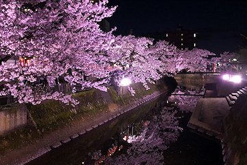 「柿川沿い（5日夜）」の画像
