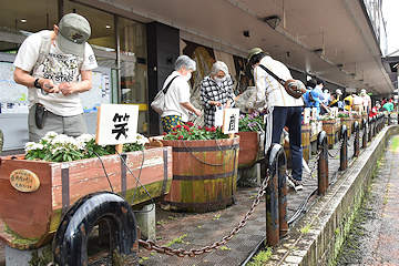 「690株ある花を丁寧に手入れしました」の画像