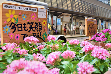 「鮮やかなピンク色が特徴のペンタス」の画像