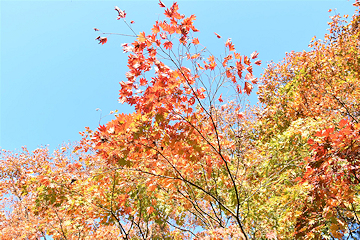 「もみじ園の紅葉が見頃です」の画像3