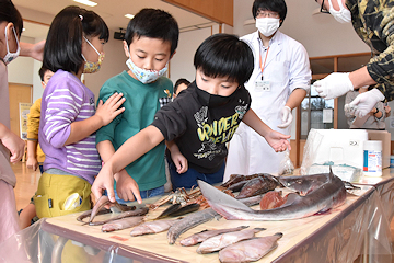 「未利用魚を試食したり観察したり」の画像3