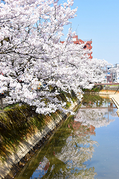 「柿川沿い」の画像